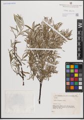 Foto von Salix eleagnos Scop.